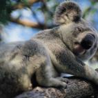 5c8ac6ba20000045046fb9bd