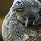 5c8ac6bb24000093024c6ef7