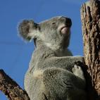 5c8ac6bb230000dd0423af26