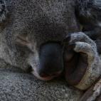 5c8ac6bb2400004205a3aa82