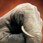 5c8a8f0a36000006186b9ede