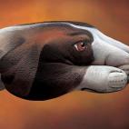 5c8a8f0e2300000401233fc6