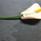 Aunque parezca dulce, este plato está hecho con plan de molde, zanahoria, queso cremoso y nueces picadas. Mira la receta completa en Cookpad.