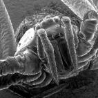 Araña doméstica encontrada en una ducha. Su tamaño es de unos 5 milímetros.