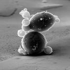 5c8a7c2220000043046f35f2