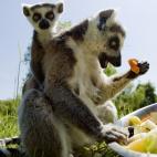 5c8ae8ca2000009d036ff251