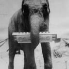 5c8b113922000033001a3402