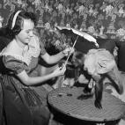 5c8b114a3b000002076ce548