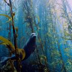 Foca (Phoca vitulina) en el bosque de algas laminariales en Cortes, cerca de San Diego (Estados Unidos)