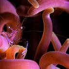 Una gamba de anémona en Puerto Galera, Filipinas.