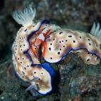 Un camarón imperial (Periclimenes imperator) sobre dos nudibranquios (Risbecia tryoni) en la playa Dinah, Papúa Nueva Guinea.