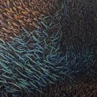 Un pterois sobre los restos de la nave británica Thistlegorm, hundida en el Mar Rojo, Egipto.