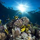 Chaetodon lunula y pomacanthidae en un arrecife del Mar Rojo, cerca de Sharm el Sheik, Egipto.