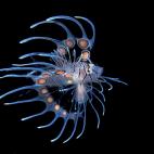 Un pretrois volitans en Roatan, Honduras.