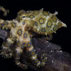 Un pulpo (Hapalochlaena lunulata) cerca de la isla de Malapascua, Filipinas.