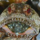 Un Opistognathe macho con su captura de huevos en Blue Heron Bridge en Riviera Beach.