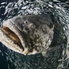 Mero gigante (Epinephelus itajara) durante el periodo de reproducción anual en Jupiter, Florida (Estados Unidos).