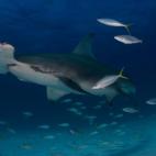 Tiburón martillo gigante (Sphyrna mokarran) en Bimini, Bahamas.
