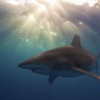 Tiburón oceánico (Carcharhinus longimanus) cerca de Cat Island, Bahamas.