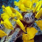 Peces cirujanos (los hay de un montón de colores) rodean con su colorido amarillo a una tortuga verde.