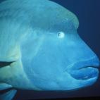 5c8a9e002500000a068162af