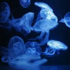 5c8a9e002400004205a352bd