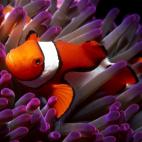 Tuvo su propia película: Nemo. Este pez siempre vuelve a casa: se pierden arrastrados por el mar, pero saben regresar a su lugar de origen.