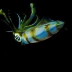 Llamado Sepioteuthis Lessoniana.