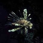 5c8a9e032400004205a352c6