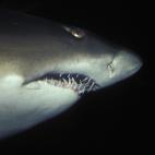 5c8a9e063b000072066c36b5