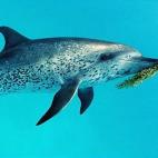 5c8a9e0620000043046f6415