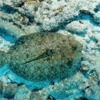 5c8a9e0725000058068162bd