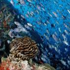 5c8a9e082400006c05a352d6