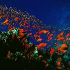 5c8a9e0a2400004205a352dc