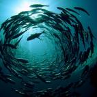 5c8a9e0a2000009d036f6423