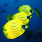 5c8a9e0b3b000037066c36c9