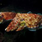 5c8a9e0b3b000070066c36cd