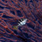 5c8a9e0d25000052068162dd