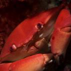 5c8a9e0e2400004205a352e4