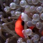 5c8a9e0f25000058068162df