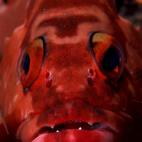 5c8a9e0f360000a61b6bb615