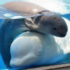 5c8a9e112500000704c94863