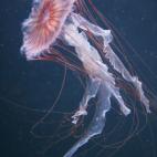 5c8a9e112300005400e6cf5a