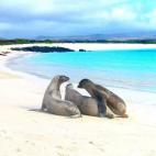 En las islas gal&aacute;pagos, concretamente la isla de Santa Cruza, se encuentra el Parque Nacional de Gal&aacute;pagos. Este para&iacute;so ubicado en la misma l&iacute;nea del Ecuador consigue con su paisaje y su fauna que cualquiera cre...