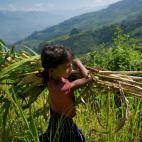 Saru Saud, de 7 a&ntilde;os, transporta tallos de ma&iacute;z en las colinas que rodean el pueblo de Nepal en el que vive. Otras veces cuida del ganado. Es la mayor de cuatro hermanas; la m&aacute;s peque&ntilde;a tiene solo un a&ntilde;o. Su ma...