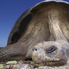 Este parque abarca el 97% de lo que son las Islas Galápagos. Tiene una diversidad natural increíble, aunque los animales más famosos son las tortugas, iguanas y el albatros. 13 islas grandes, 5 medianas y 215 islotes forman este archipiélag...
