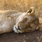Este parque tiene cinco grandes habitantes: leones, leopardos, elefantes, rinocerontes y búfalos que se pueden ver vagar en libertad y vida salvaje. Alfonso Navarro Táppero tiene todos los detalles: “El Serengueti, conocido entre los Massai...