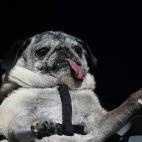 5c8aa601360000a61b6bcb19