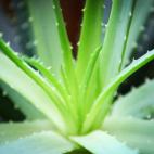 Además de su conocido uso terapéutico, es una planta de protección y buena fortuna para el hogar. Si está en el jardín o en un macetero, cuando crece y florece atrae la buena suerte, cuando se marchita y muere, se dice que es porque ha abso...