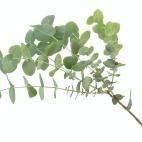 El inmenso árbol de eucalipto puede llegar a medir más de 60 metros de altura; al llegar a lo más alto, se considera que atrae la energía de lo más elevado, es un excelente “abre-caminos”. Coloca algunas hojas sobre carboncillos, y reco...